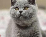 Кошки в Москве: Британские к/ш котята  Девочка, Бесплатно - фото 5
