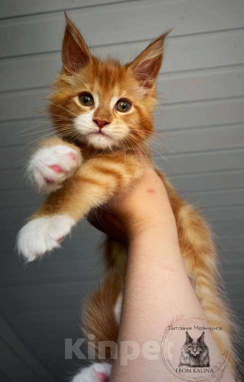 Кошки в Санкт-Петербурге: Котик мейн-кун красный биколор  Мальчик, 50 000 руб. - фото 2