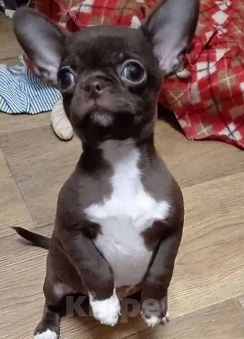 Собаки в Москве: Шоколадная девочка чихуахуа Девочка, 45 000 руб. - фото 2