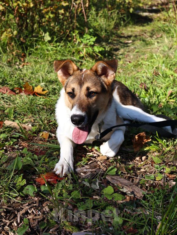 Собаки в Москве: Щенок в добрые руки бесплатно Москва Мальчик, Бесплатно - фото 6