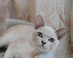 Кошки в Ростове-на-Дону: Бурманский лиловый котик Мальчик, 20 000 руб. - фото 3