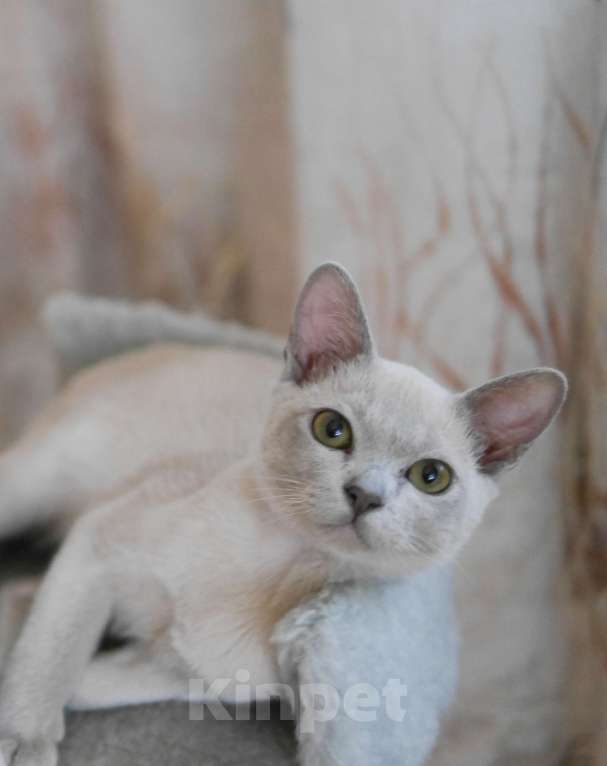 Кошки в Ростове-на-Дону: Бурманский лиловый котик Мальчик, 20 000 руб. - фото 3