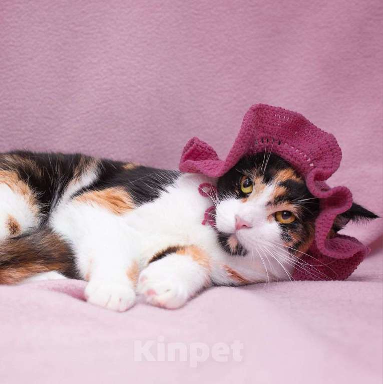 Кошки в Москве: Хозяин вынес Шпуньку на улицу и оставил там 💔 Девочка, Бесплатно - фото 3