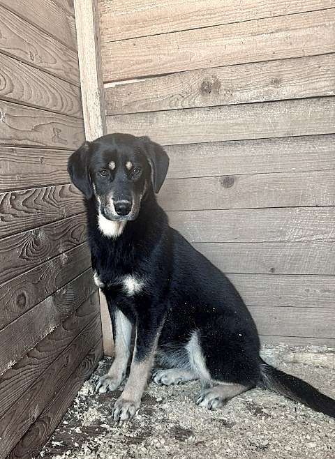 Собаки в Москве: Красавица Каштанка, ласковый щенок-подросток ищет дом Девочка, Бесплатно - фото 5