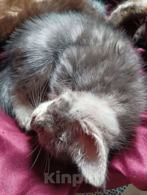 Кошки в Санкт-Петербурге: Котенок в очень добрые ручки , метис Шотландской и британской пород Мальчик, 300 руб. - фото 2