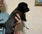 Собаки в Омске: Щенки западно сибирской лайки  Мальчик, 2 000 руб. - фото 5