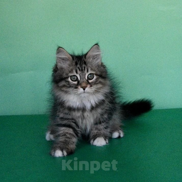 Кошки в Москве: Сибирский богатырь Мальчик, Бесплатно - фото 4