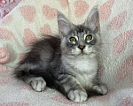Кошки в Дмитрове: Черная серебристая мраморная девочка мейн кун Cindy Девочка, 20 000 руб. - фото 7