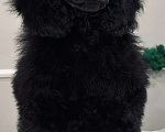 Собаки в Нижневартовске: Щенки среднего пуделя Мальчик, 70 000 руб. - фото 1