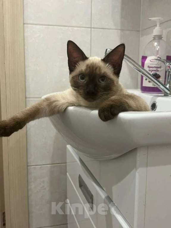 Кошки в Липецке: Отдам в добрые руки Девочка, Бесплатно - фото 2