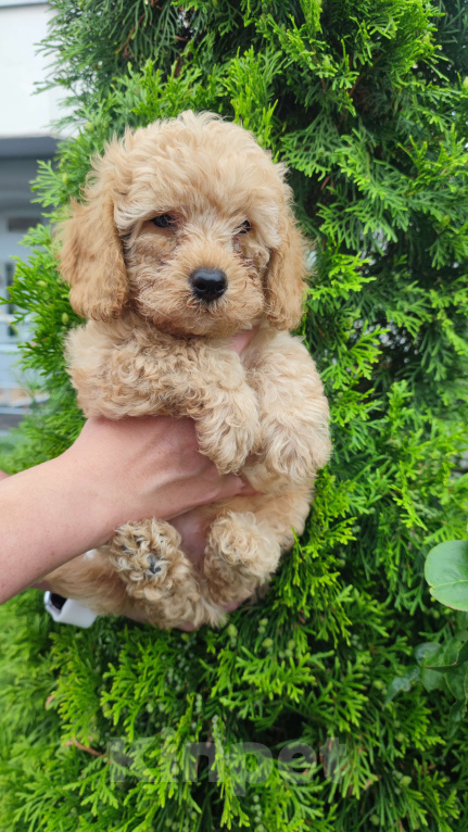 Собаки в Москве: Мальтипу  Мальчик, 53 000 руб. - фото 3