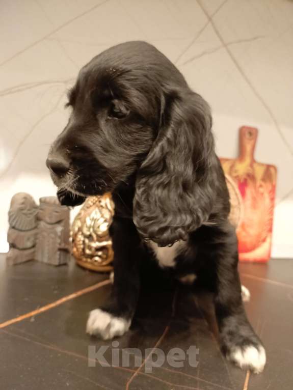 Собаки в Москве: Девочка 1 Девочка, 20 000 руб. - фото 2