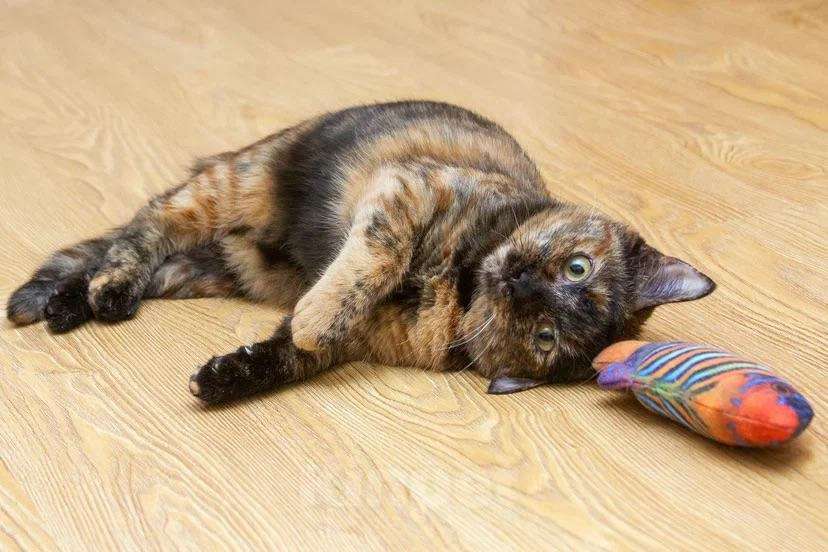 Кошки в Москве: Эксклюзивная милота - Пятнашка Девочка, Бесплатно - фото 1