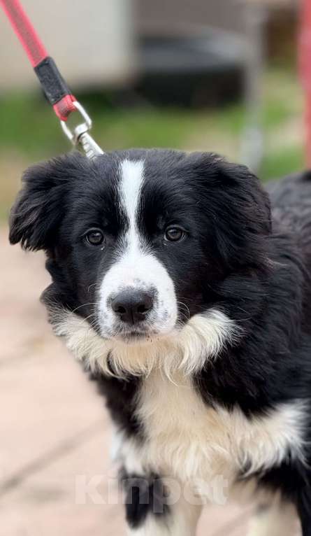 Собаки в Москве: Бордер-колли щенок Мальчик, 45 000 руб. - фото 1