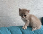 Кошки в Омске: Продам котенка мальчика Мальчик, 1 000 руб. - фото 2