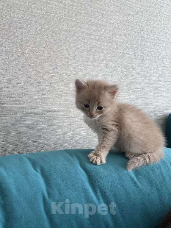 Кошки в Омске: Продам котенка мальчика Мальчик, 1 000 руб. - фото 2