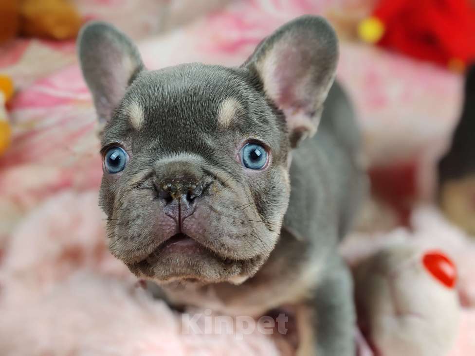 Собаки в Санкт-Петербурге: Шикарный лиловый мальчик Мальчик, 80 000 руб. - фото 9