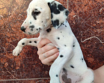 Собаки в Моздоке: Далматин  Девочка, 20 000 руб. - фото 1