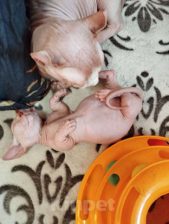 Кошки в Тутаеве: Канадский сфинкс Мальчик, Бесплатно - фото 5