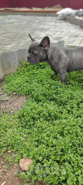 Собаки в Севастополе: Щенок французского бульдога Девочка, 40 000 руб. - фото 3