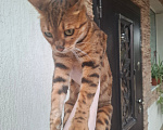 Кошки в других городах Краснодарского края: Бенгальская кошечка в добрые руки Девочка, Бесплатно - фото 5