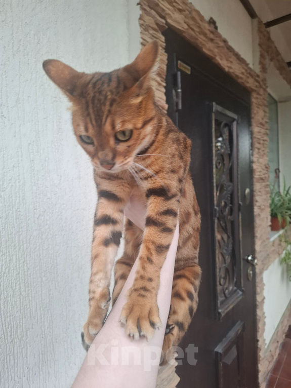 Кошки в других городах Краснодарского края: Бенгальская кошечка в добрые руки Девочка, Бесплатно - фото 5