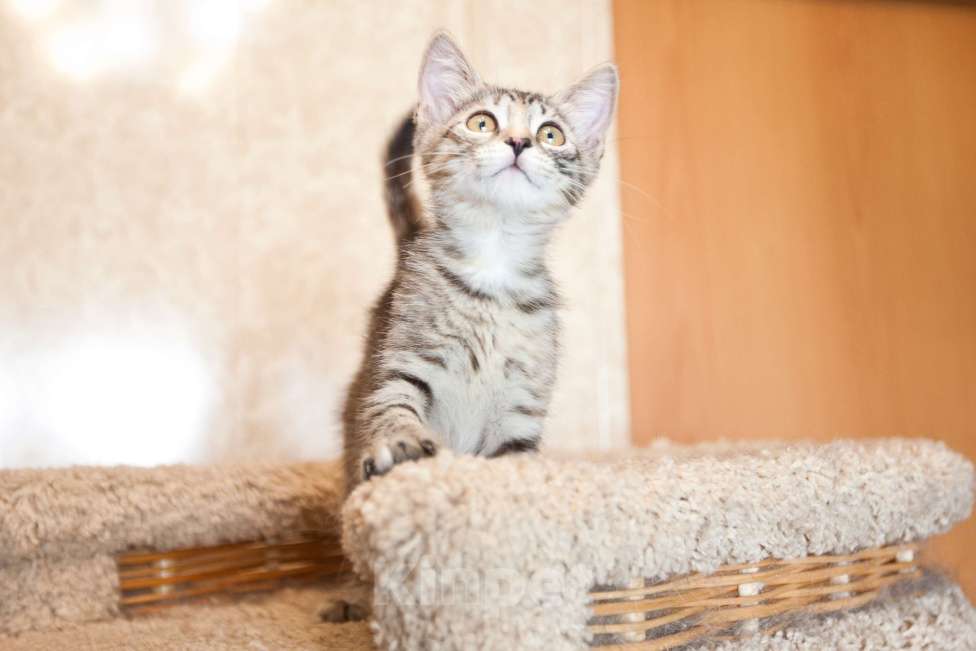 Кошки в Москве: Серо-бежевый котёнок в добрые руки  Девочка, Бесплатно - фото 3