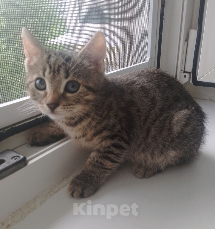Кошки в Санкт-Петербурге: Кому котятки-ребятки Девочка, Бесплатно - фото 4
