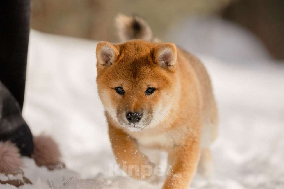 Собаки в Новосибирске: Щенки Сиба Ину Девочка, 60 000 руб. - фото 5