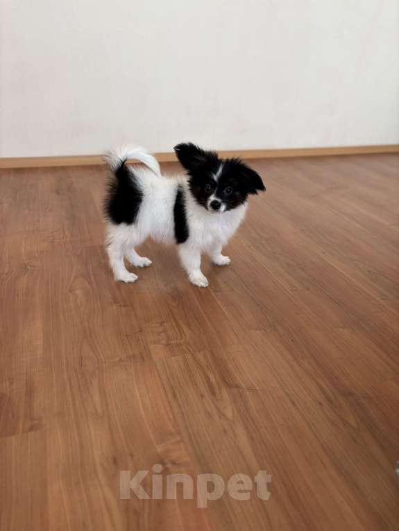 Собаки в Москве: Яркий мальчик папильона , Бэрри Мальчик, 50 000 руб. - фото 4