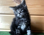 Кошки в Санкт-Петербурге: Котята мейн кун Мальчик, 40 000 руб. - фото 3