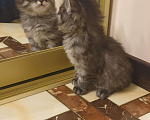 Кошки в Ливны: Котята курильский бобтейл, 35 000 руб. - фото 1