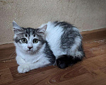 Кошки в Москве: Котёнок Ясна целыми днями одна на передержке Девочка, Бесплатно - фото 3