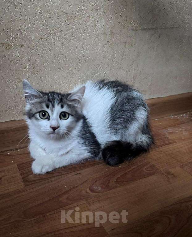 Кошки в Москве: Котёнок Ясна целыми днями одна на передержке Девочка, Бесплатно - фото 3