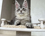 Кошки в Краснодаре: Мальчик Мейн-Кун Мальчик, 90 000 руб. - фото 3