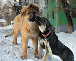 Собаки в Раменском: Пушистая красавица Селестия (Леся) Девочка, 500 руб. - фото 3