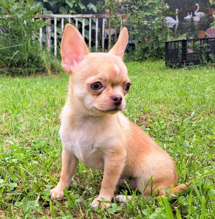 Собаки в Москве: Амур Сердцеед Мальчик, 40 000 руб. - фото 5