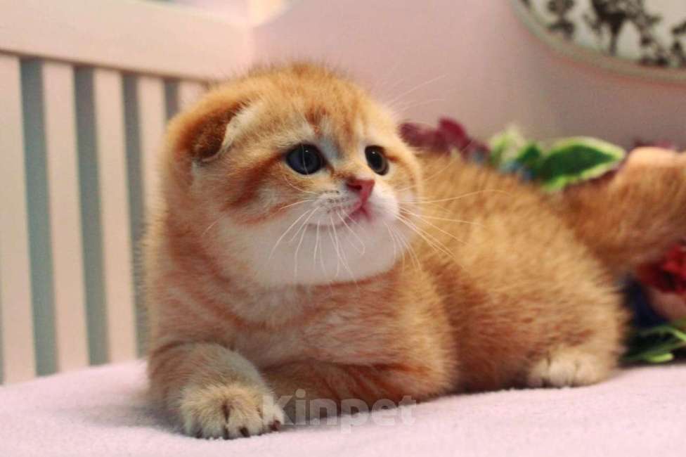 Кошки в Москве: Зоолотой котик. С документами  Мальчик, 30 000 руб. - фото 9