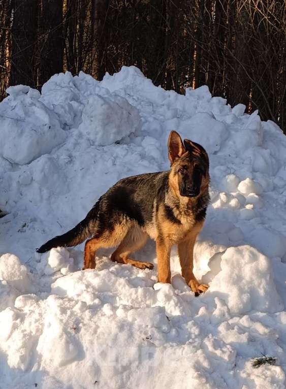 Собаки в Кемерово: Продам щенка немецкой овчарки Девочка, Бесплатно - фото 1