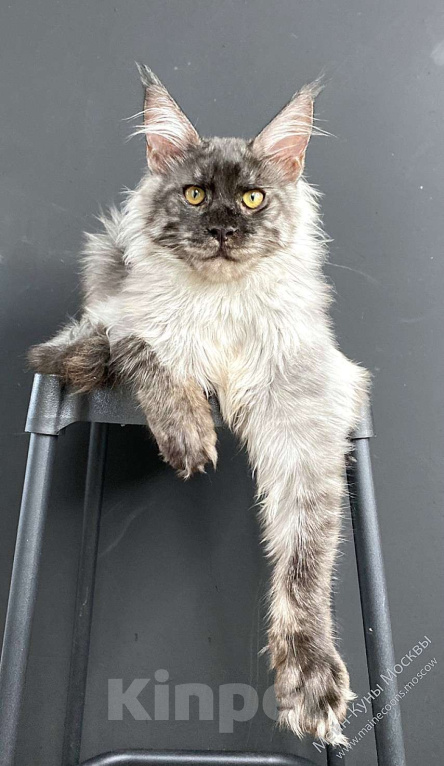 Кошки в Москве: Черный дым (ns) - шикарный парень Мальчик, 135 000 руб. - фото 4
