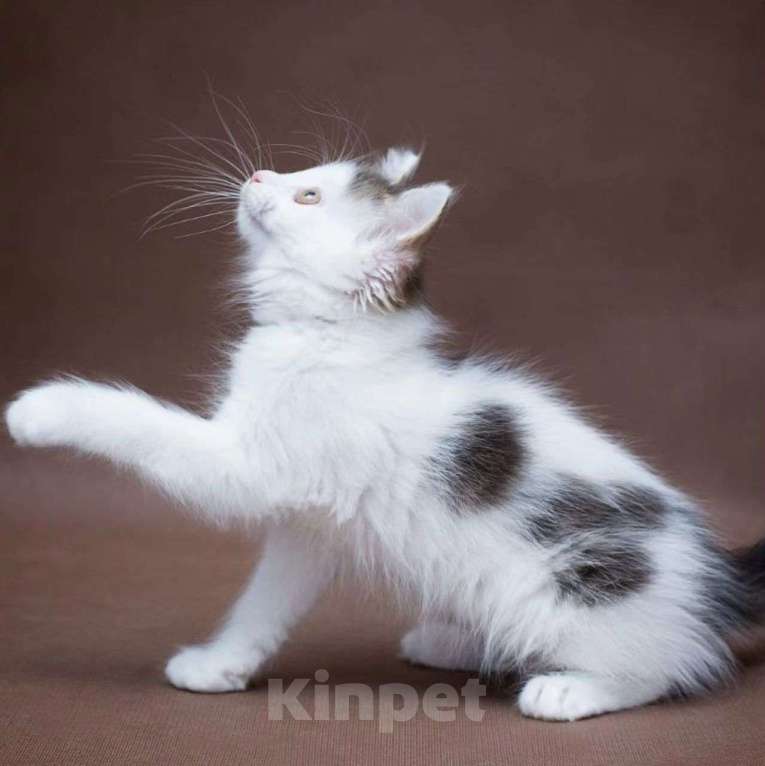 Кошки в Москве: Котенка Зайчика никто не хочет забирать Мальчик, Бесплатно - фото 5