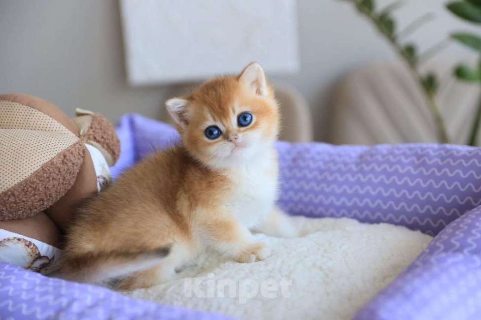 Кошки в Москве: Британский котёнок Оскар Мальчик, 130 000 руб. - фото 8