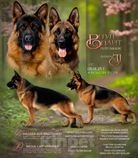 Собаки в других городах Московской области: Щенок немецкой овчарки, девочка Девочка, 50 000 руб. - фото 6