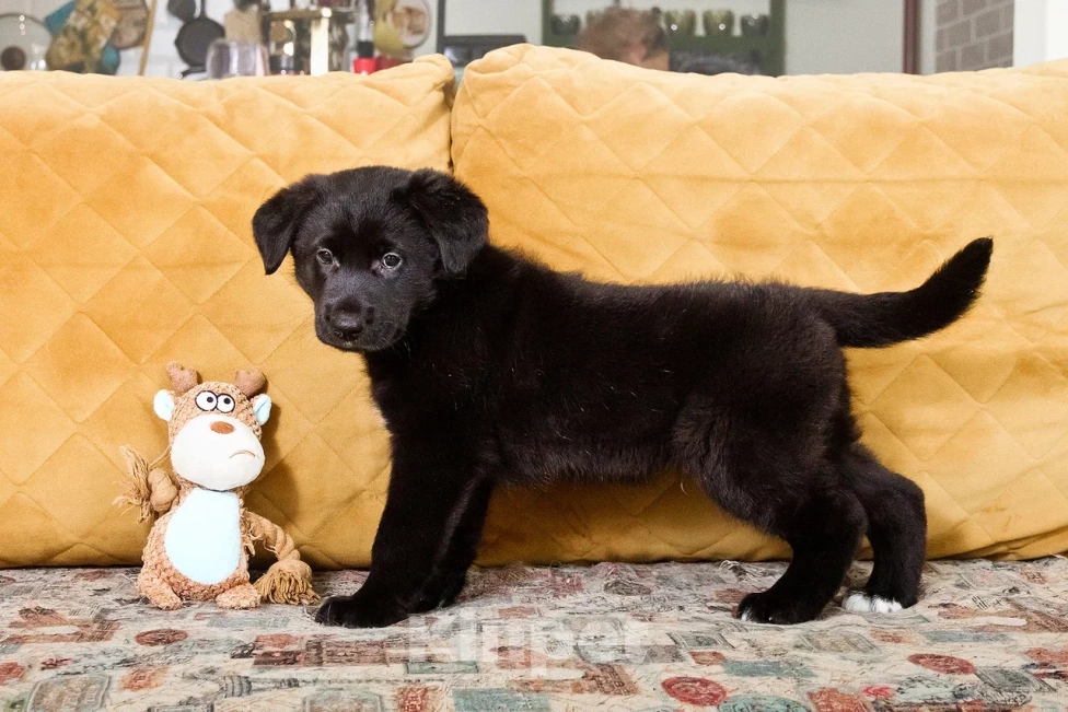 Собаки в Лосином-Петровском: Диего якутенок Мальчик, Бесплатно - фото 4