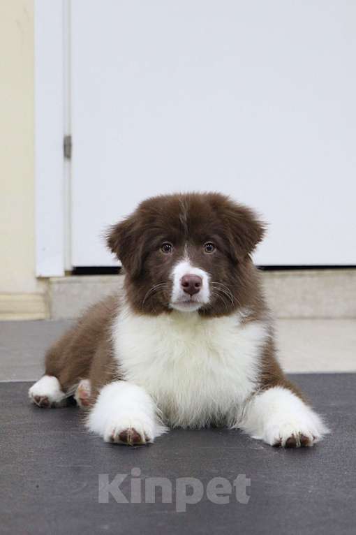 Собаки в других городах Владимирской области: щенок австралийской овчарки Девочка, 60 000 руб. - фото 1
