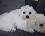 Собаки в Москве: Щенки Бишон фризе Мальчик, 45 000 руб. - фото 10