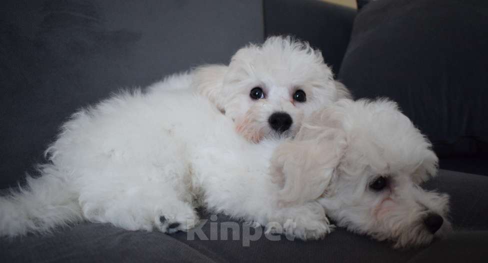 Собаки в Москве: Щенки Бишон фризе Мальчик, 45 000 руб. - фото 10