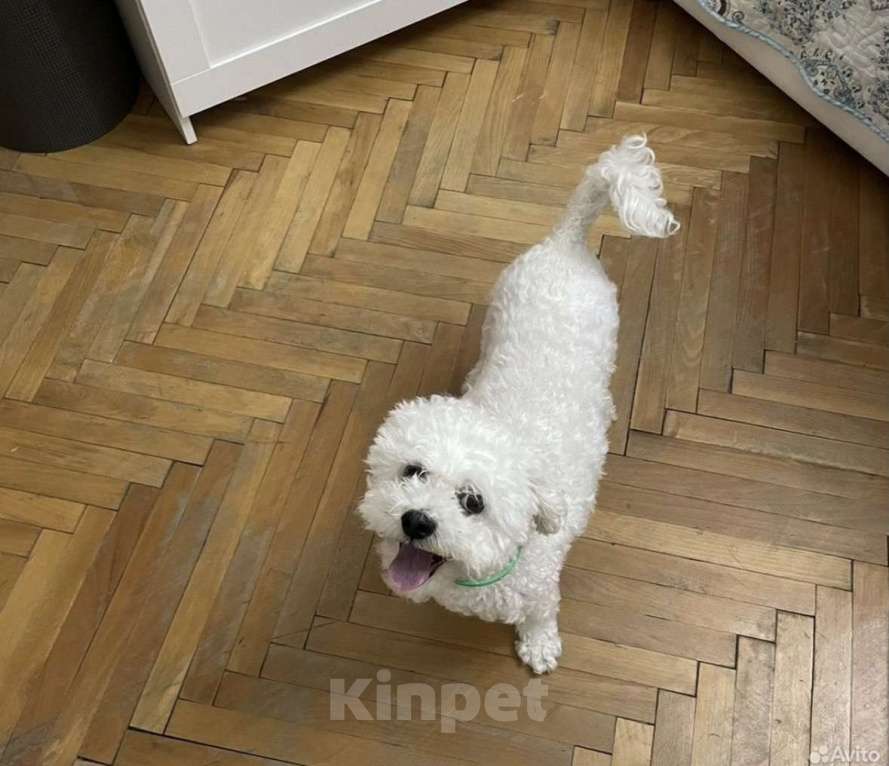 Собаки в Москве: Отдам в добрые руки Мальчик, Бесплатно - фото 7