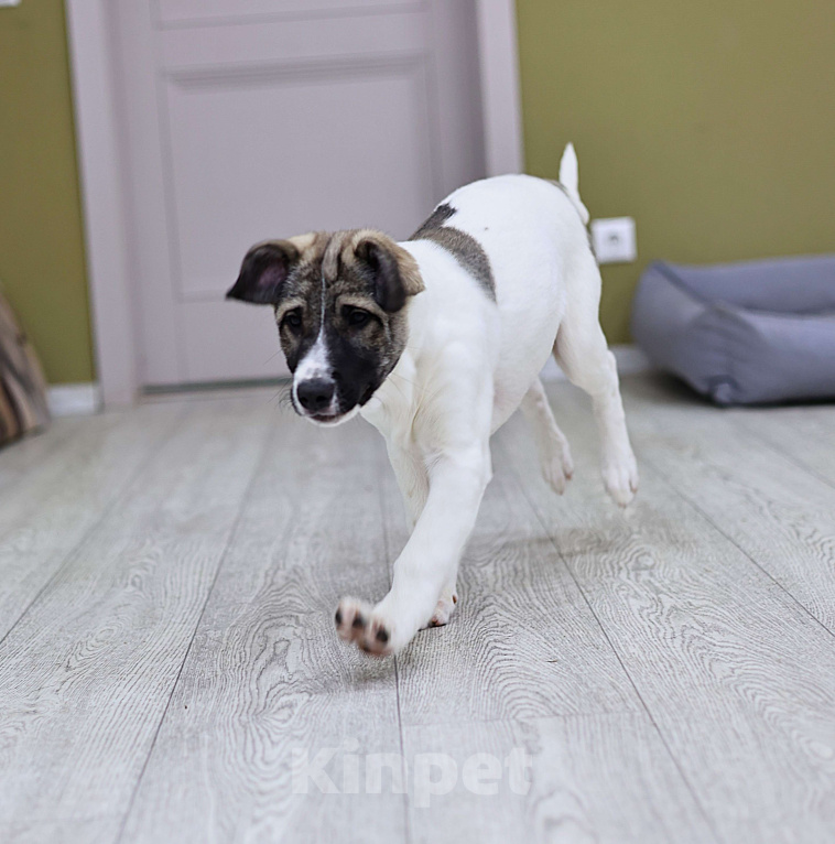 Собаки в Москве: Щенок бесплатно Москва Девочка, Бесплатно - фото 8