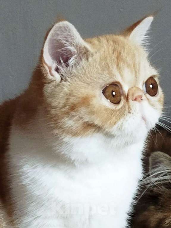 Кошки в Санкт-Петербурге: Экзотическая радость Девочка, 30 000 руб. - фото 2